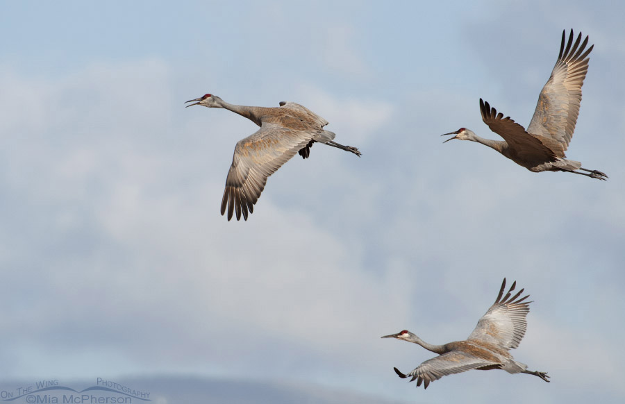 Three Sandhill Cranes in flight, Bicknell Bottoms Wildlife Management Area, Wayne County, Utah