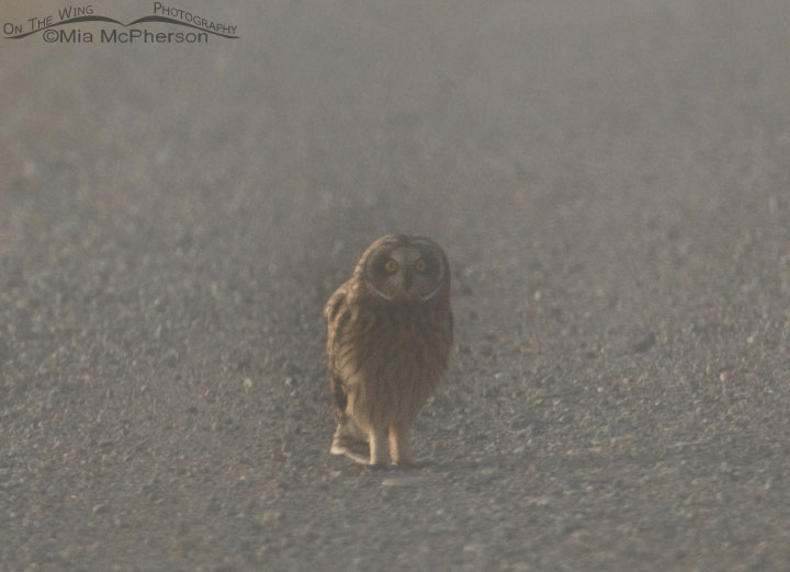 Female Short-eared Owl on the road in the fog, Red Rock Lakes National Wildlife Refuge, Centennial Valley, Beaverhead County, Montana