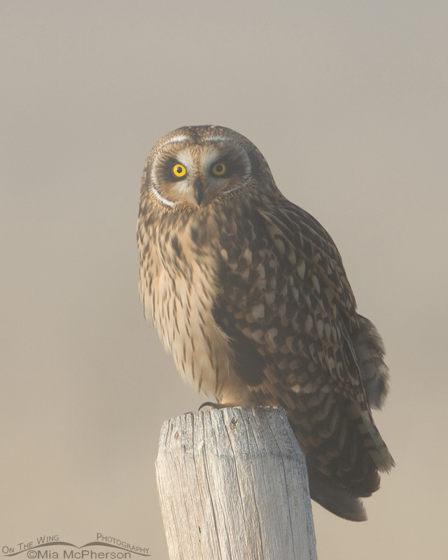 Female Short-eared Owl head on, Red Rock Lakes National Wildlife Refuge, Centennial Valley, Beaverhead County, Montana