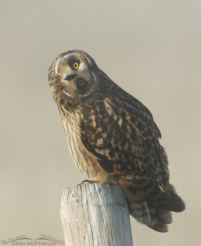 Female Short-eared Owl parallaxing, Red Rock Lakes National Wildlife Refuge, Centennial Valley, Beaverhead County, Montana