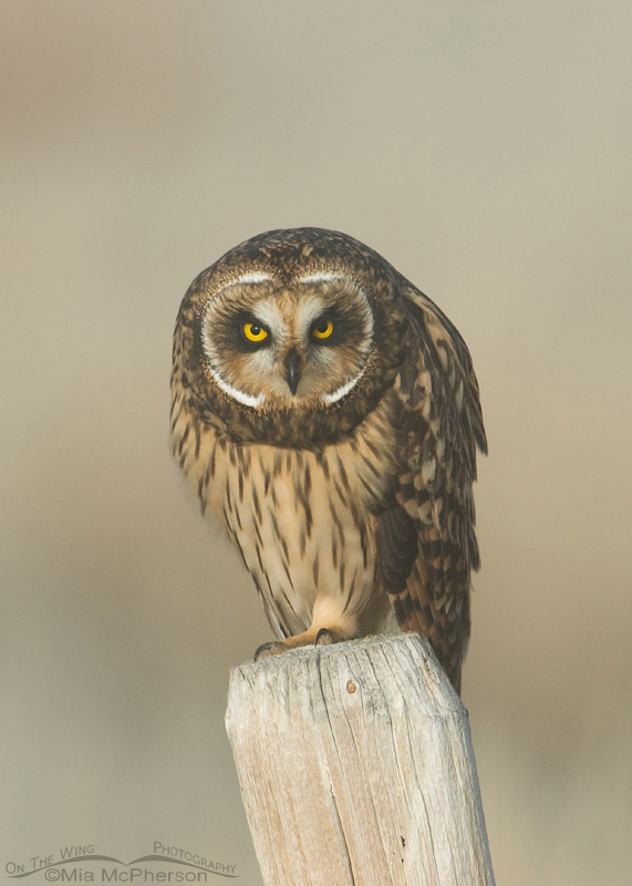 Female Short-eared Owl staring, Red Rock Lakes National Wildlife Refuge, Centennial Valley, Beaverhead County, Montana