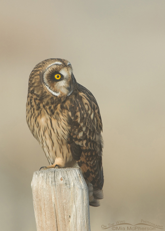 Female Short-eared Owl with head turn, Red Rock Lakes National Wildlife Refuge, Centennial Valley, Beaverhead County, Montana