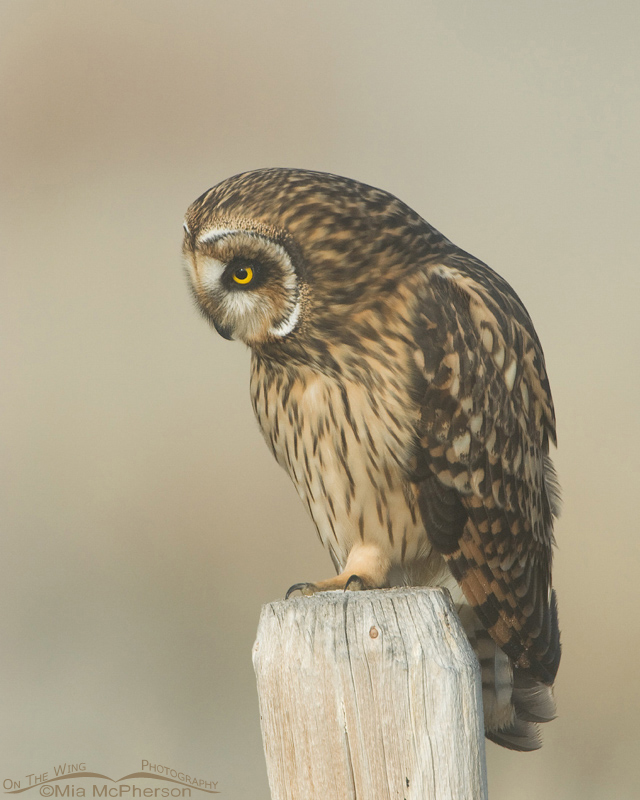 Female Short-eared Owl looking down, Red Rock Lakes National Wildlife Refuge, Centennial Valley, Beaverhead County, Montana