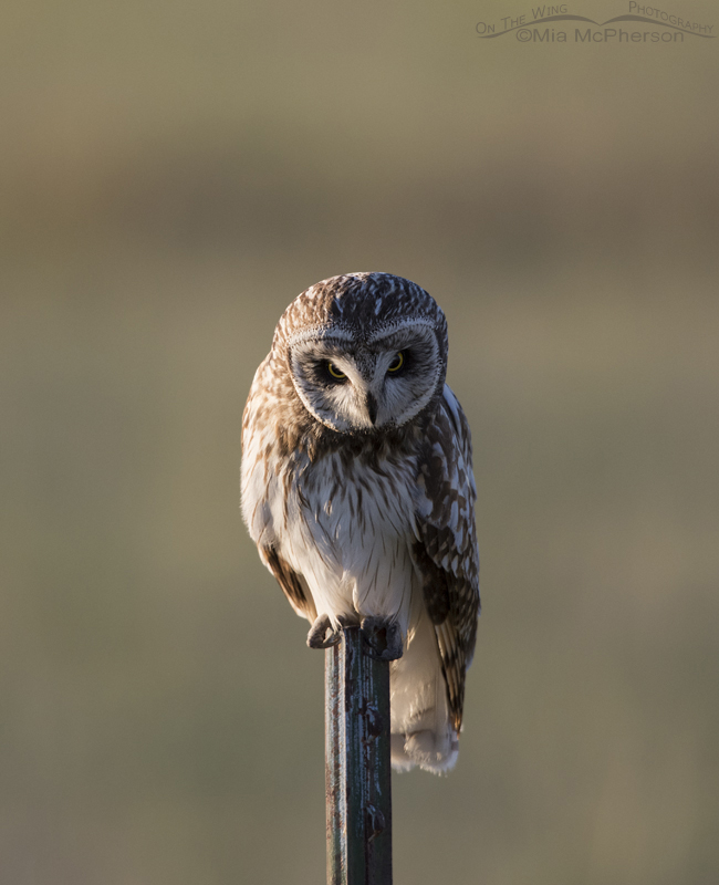 Side lit Short-eared Owl perched on a metal fence post in Box Elder County, Utah