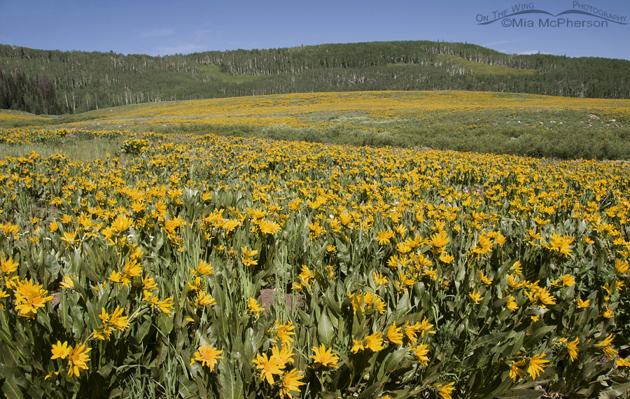 Carpet of gold, Mule's Ears, Soapstone Basin, Uinta National Forest, Summit County, Utah