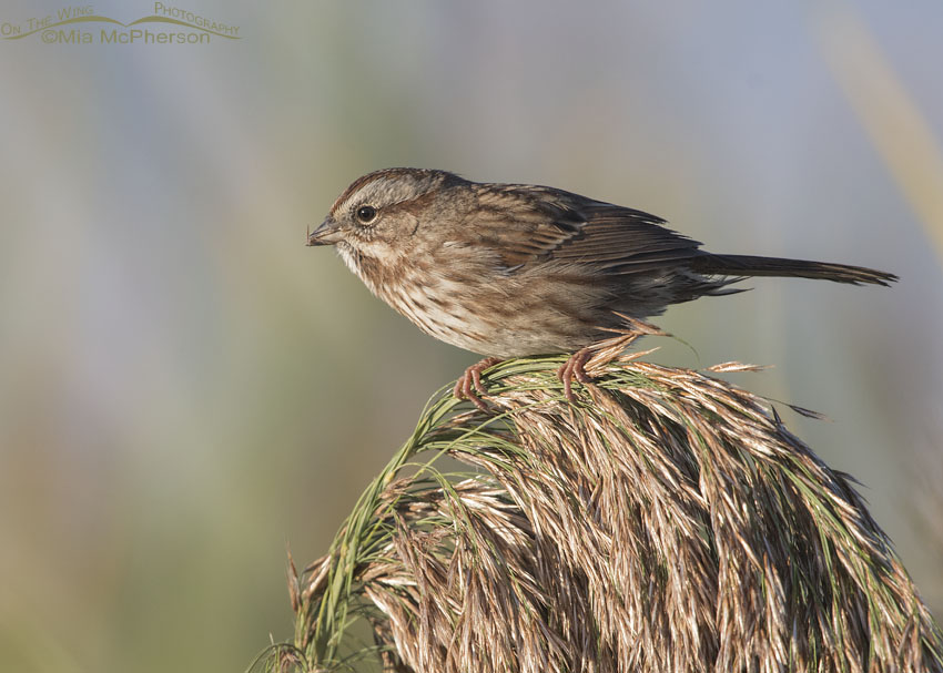 Adult Song Sparrow at Bear River MBR, Box Elder County, Utah