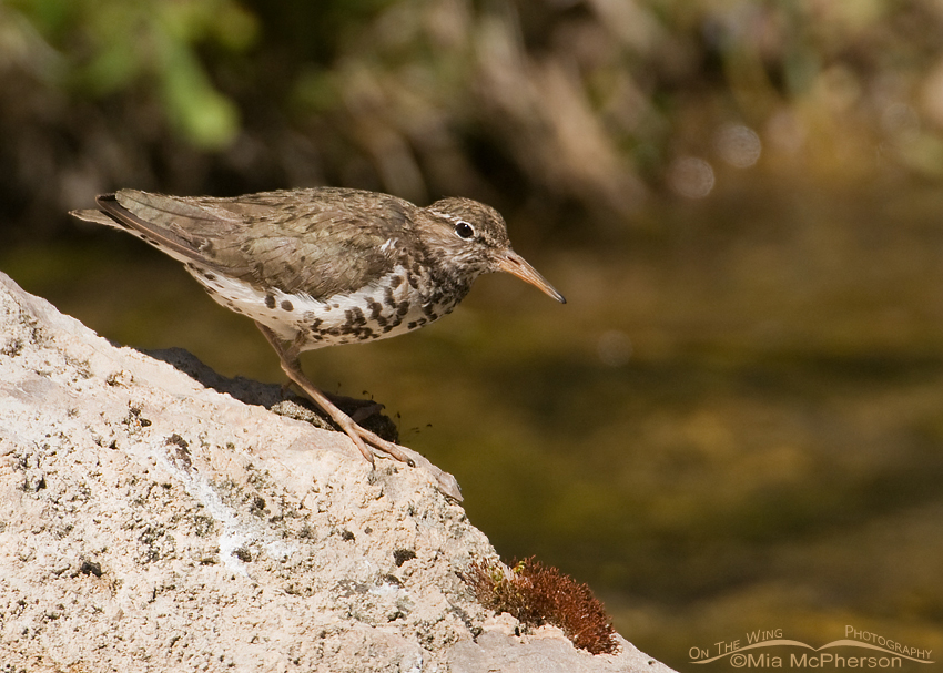 Spotted Sandpiper in breeding plumage foraging along West Fork Blacktail Deer Creek in Beaverhead County, Montana