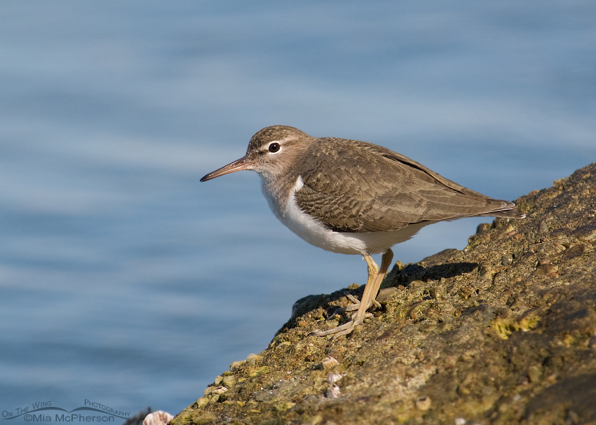 Nonbreeding Spotted Sandpiper in Florida. Fort De Soto County Park, Pinellas County, Florida