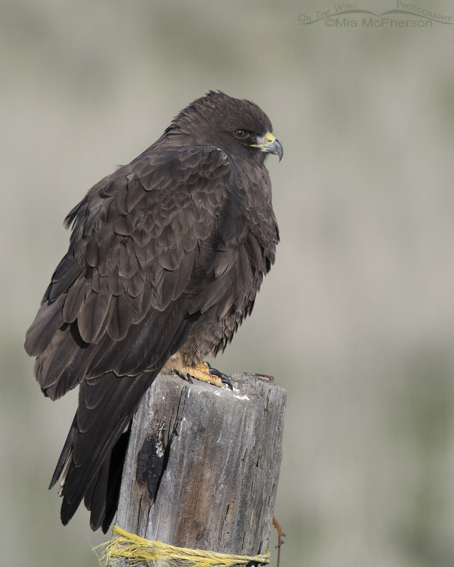 Perched dark morph Swainson's Hawk, Box Elder County, Utah