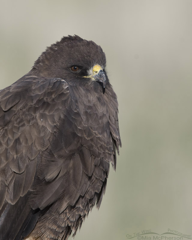 Dark morph Swainson's Hawk looking right at me, Box Elder County, Utah