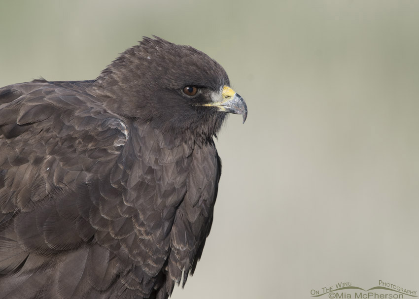 Swainson's Hawk dark morph close up, Box Elder County, Utah