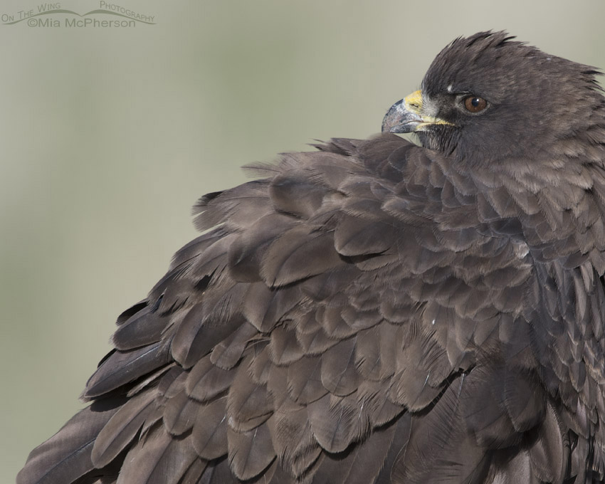 Dark morph Swainson's Hawk looking over its shoulder, Box Elder County, Utah