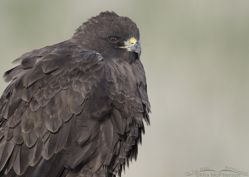 Portrait of a dark morph Swainson's Hawk, Box Elder County, Utah