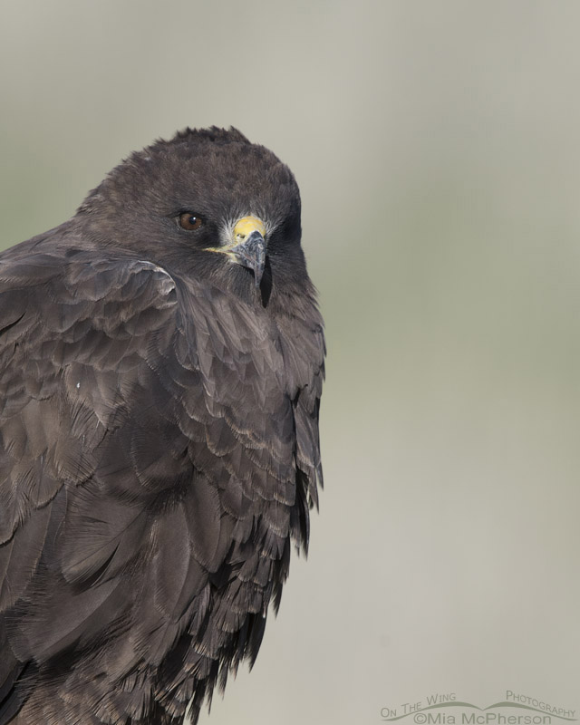 Dark morph Swainson's Hawk up close, Box Elder County, Utah