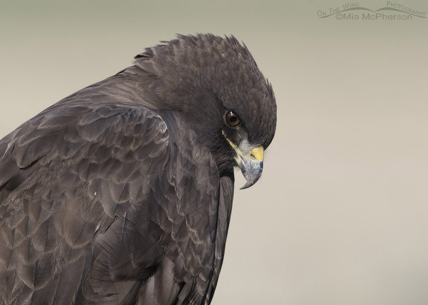 Swainson's Hawk dark morph looking down, Box Elder County, Utah