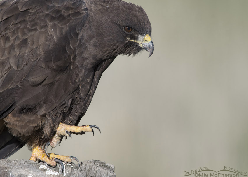 Dark morph Swainson's Hawk talons, Box Elder County, Utah