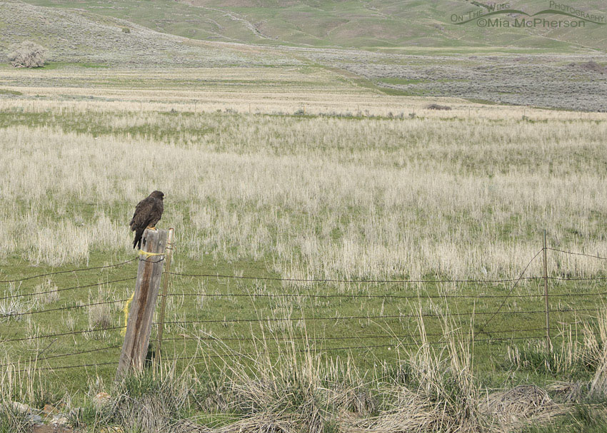 View of dark morph Swainson's Hawk on a fence post, Box Elder County, Utah