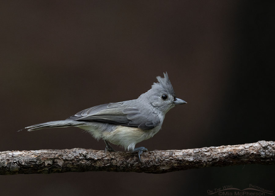 Low key immature Tufted Titmouse, Sebastian County, Arkansas