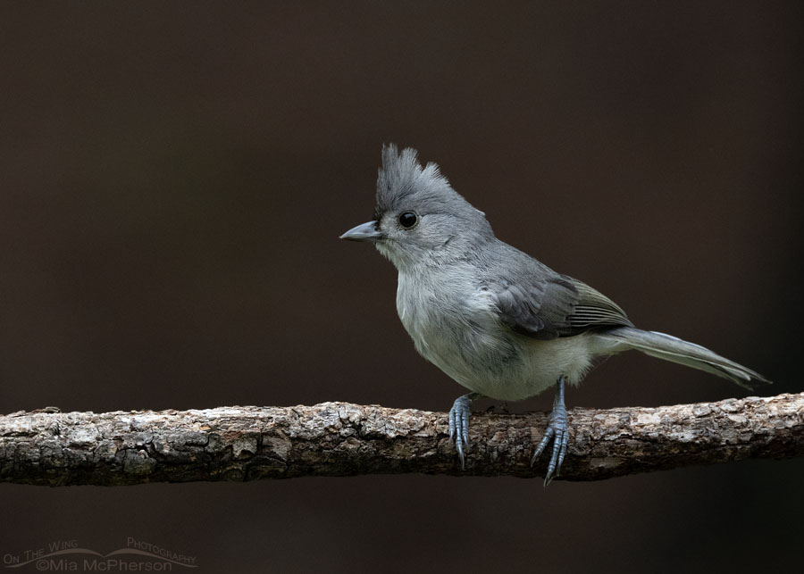 Immature Tufted Titmouse with a dark background, Sebastian County, Arkansas