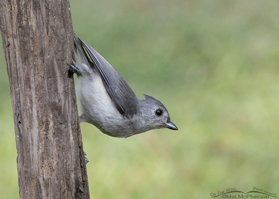 Young Tufted Titmouse in summer, Sebastian County, Arkansas