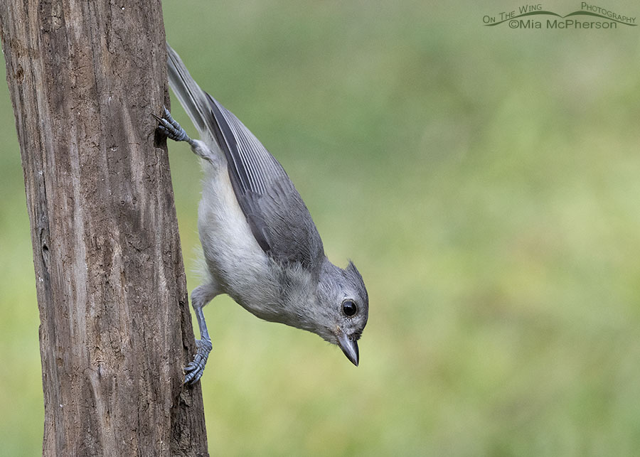 Hatch year Tufted Titmouse in Arkansas, Sebastian County