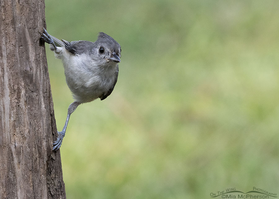 Young Tufted Titmouse clinging to a driftwood post, Sebastian County, Arkansas