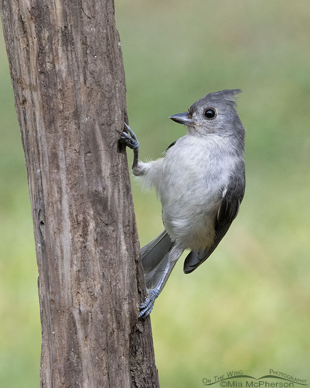 Cute hatch year Tufted Titmouse in summer, Sebastian County, Arkansas