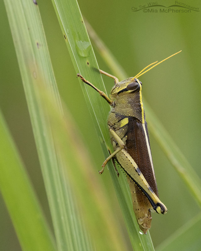 Two-striped Grasshopper at Sequoyah NWR, Sequoyah National Wildlife Refuge, Oklahoma