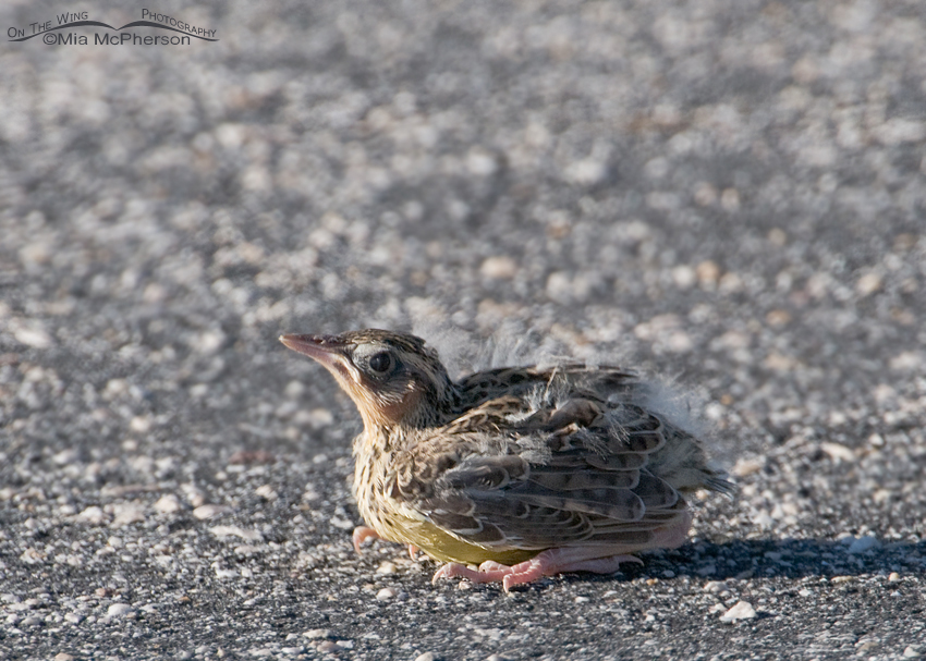 Western Meadowlark chick on a road, Antelope Island State Park, Davis County, Utah