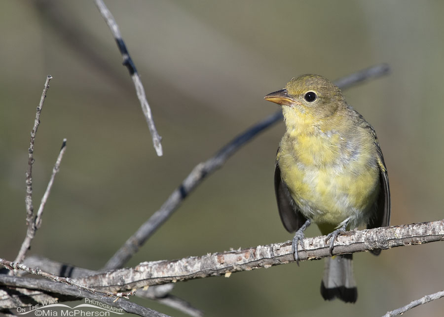 Begging immature Western Tanager – Mia McPherson's On The Wing Photography