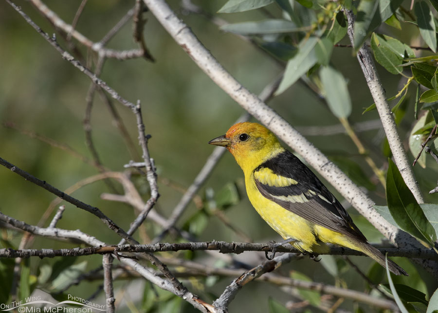 Male Western Tanager perched in willows, Wasatch Mountains, Summit County, Utah