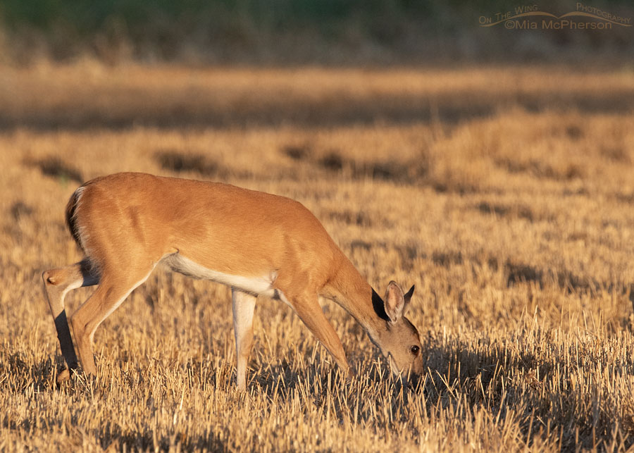 White-tailed Deer doe grazing in a cut wheat field, Sequoyah National Wildlife Refuge, Oklahoma