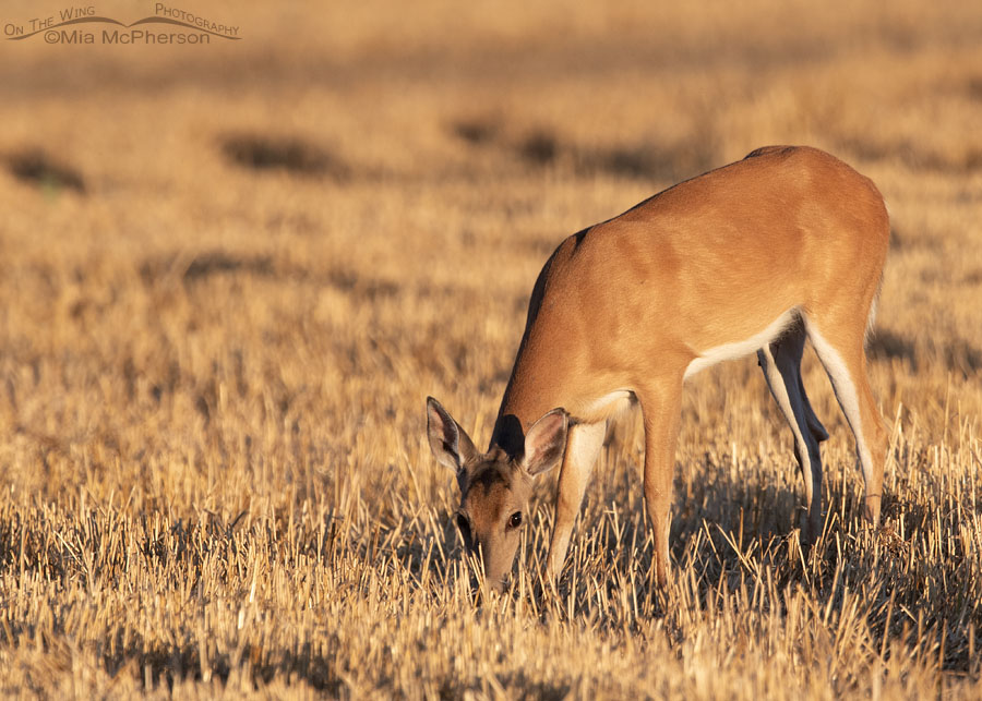 Grazing White-tailed Deer doe at Sequoyah NWR, Sequoyah National Wildlife Refuge, Oklahoma