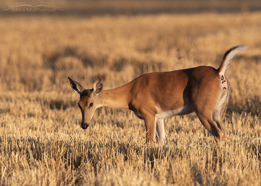 White-tailed Deer doe pooping in a field, Sequoyah National Wildlife Refuge, Oklahoma