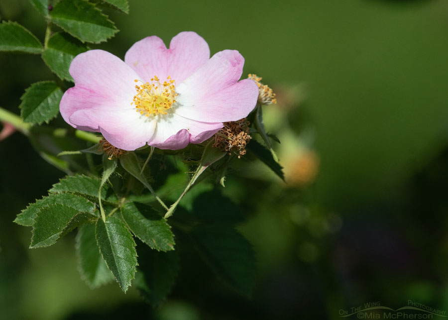 Wild Rose close up, Box Elder County, Utah