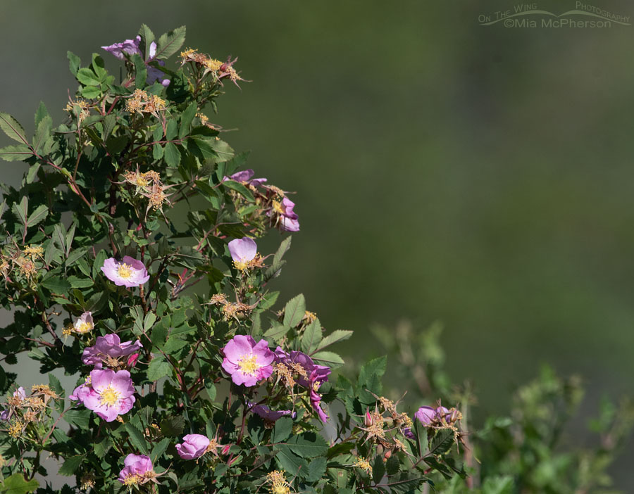 Wild Rose bush in bloom, Box Elder County, Utah