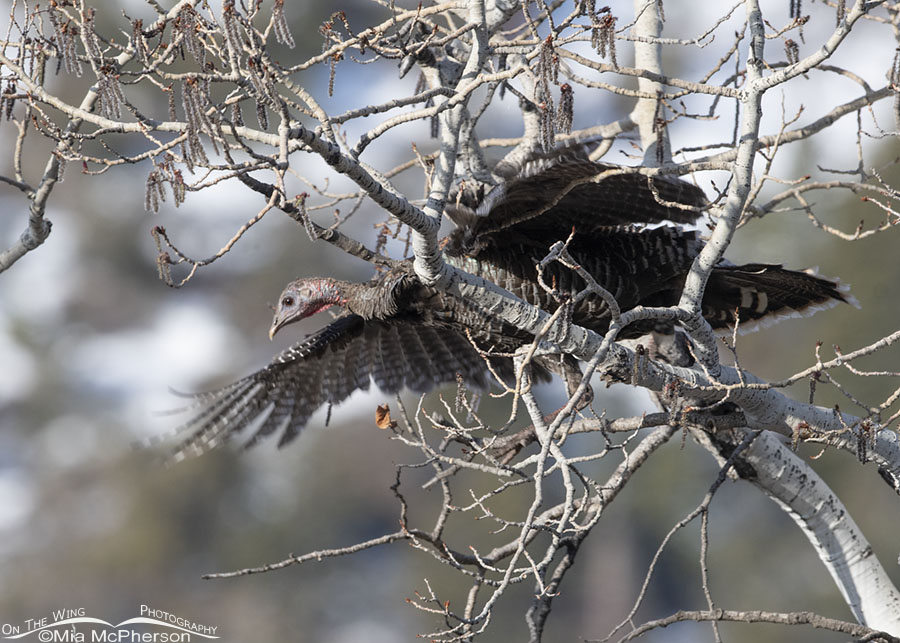 Hen Wild Turkey leaving her roosting tree, West Desert, Tooele County, Utah