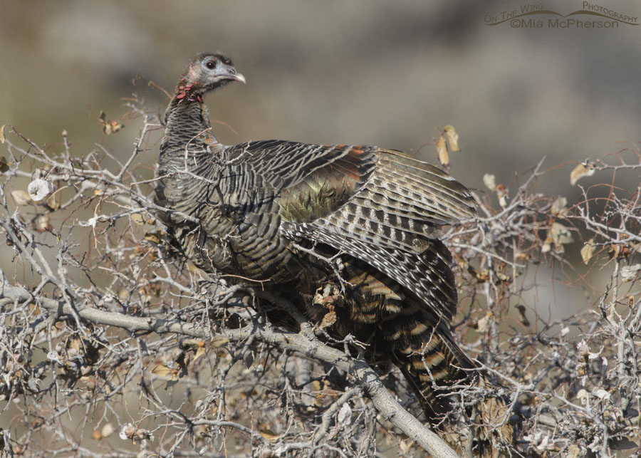 Wild Turkey hen perched in a Netleaf Hackberry, Box Elder County, Utah