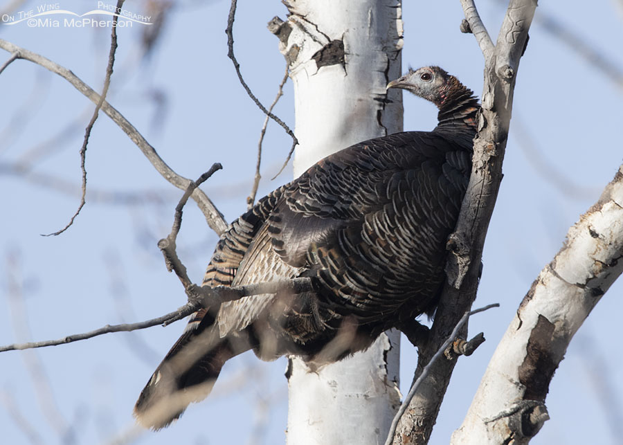 Wild Turkey hen roosting in an Aspen, West Desert, Tooele County, Utah