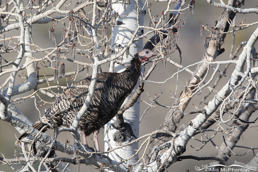 Hen Wild Turkey roosting in a budding Aspen tree, West Desert, Tooele County, Utah