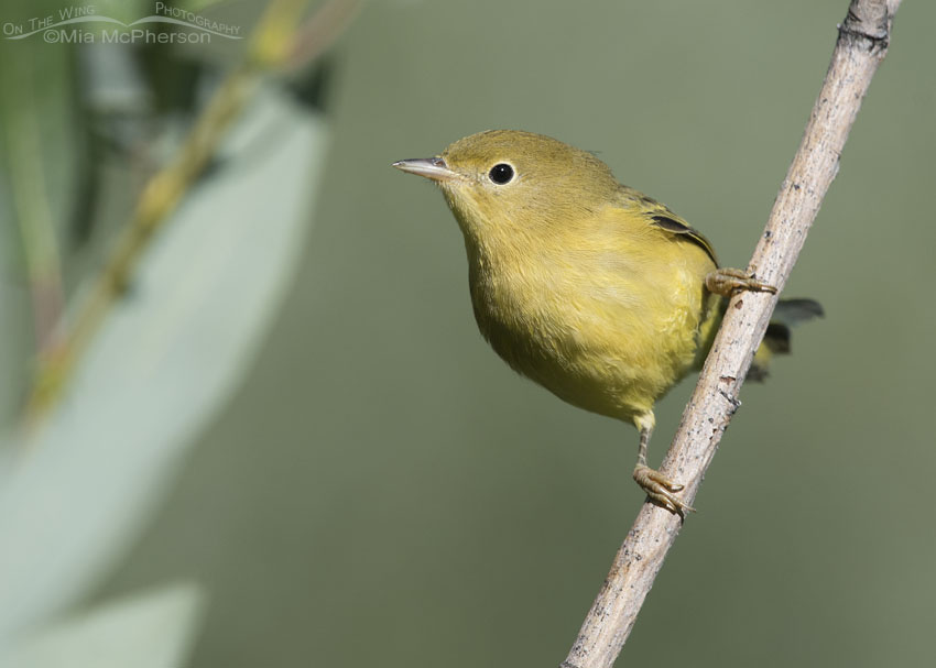 Perched female Yellow Warbler, Wasatch Mountains, Morgan County, Utah