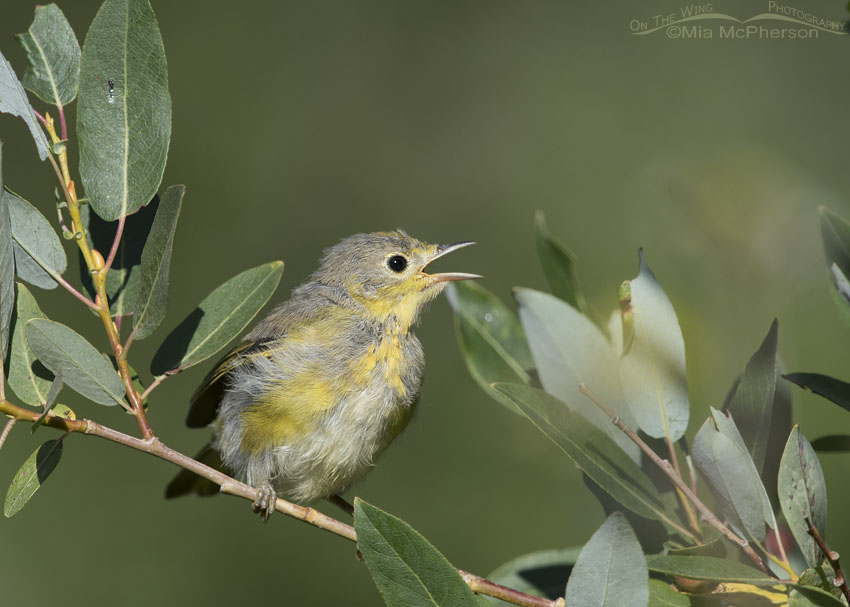 Juvenile Yellow Warbler begging, Wasatch Mountains, Morgan County, Utah