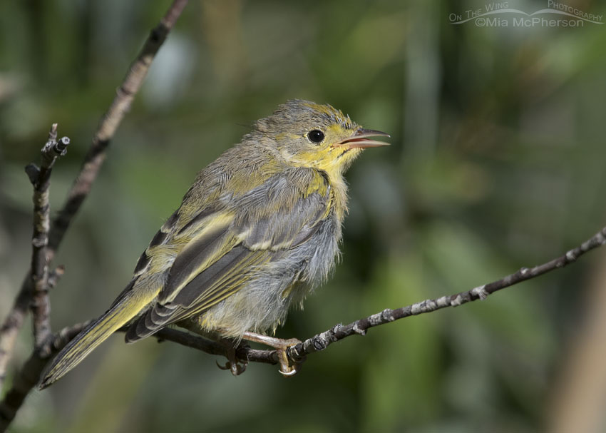 Bedraggled juvenile Yellow Warbler, Wasatch Mountains, Morgan County, Utah