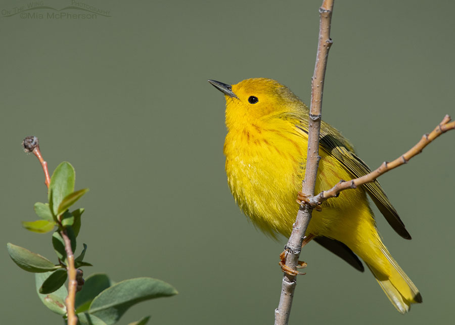 Male Yellow Warbler in the peak of breeding season, Wasatch Mountains, Summit County, Utah