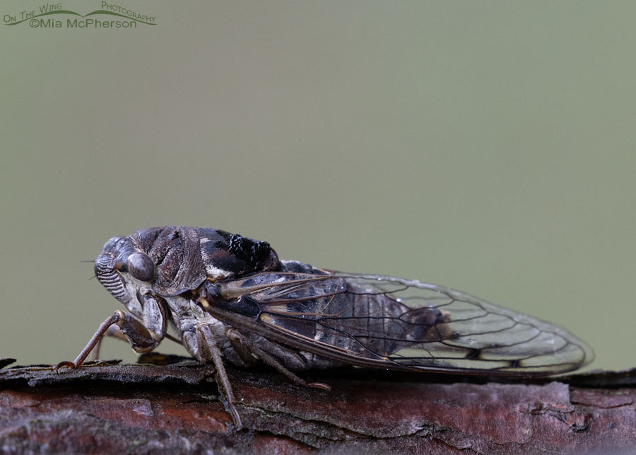 Side view of Fall Southeastern Dusk-singing Cicada, Sebastian County, Arkansas