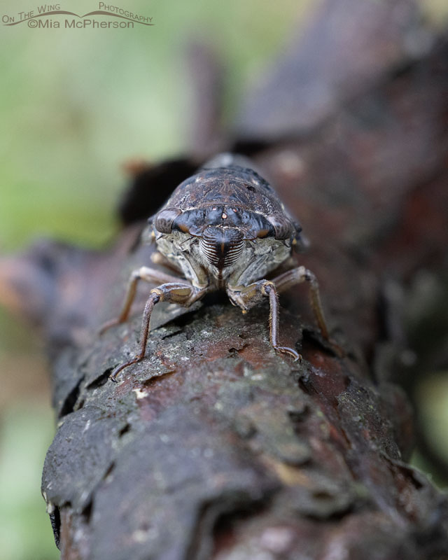 Fall Southeastern Dusk-singing Cicada head on, Sebastian County, Arkansas