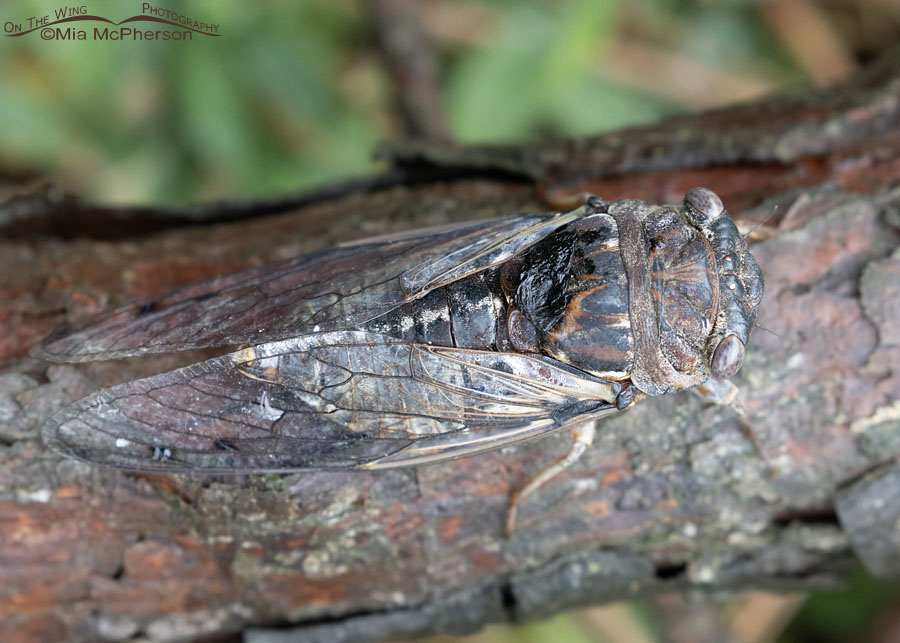 Fall Southeastern Dusk-singing Cicada from above, Sebastian County, Arkansas