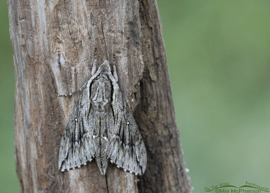 Trumpet Vine Sphinx moth close up, Sebastian County, Arkansas