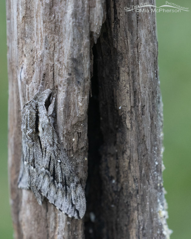 Trumpet Vine Sphinx moth side view – Mia McPherson's On The Wing ...