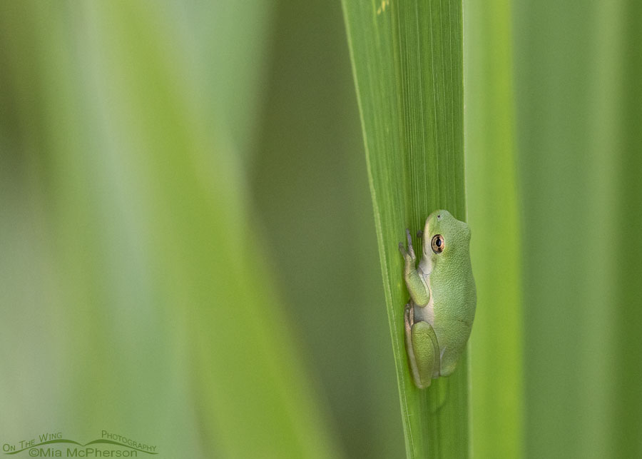 Green Tree Frog in summer, Sequoyah National Wildlife Refuge, Oklahoma